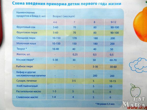 Прикорм щенков: когда можно подкармливать