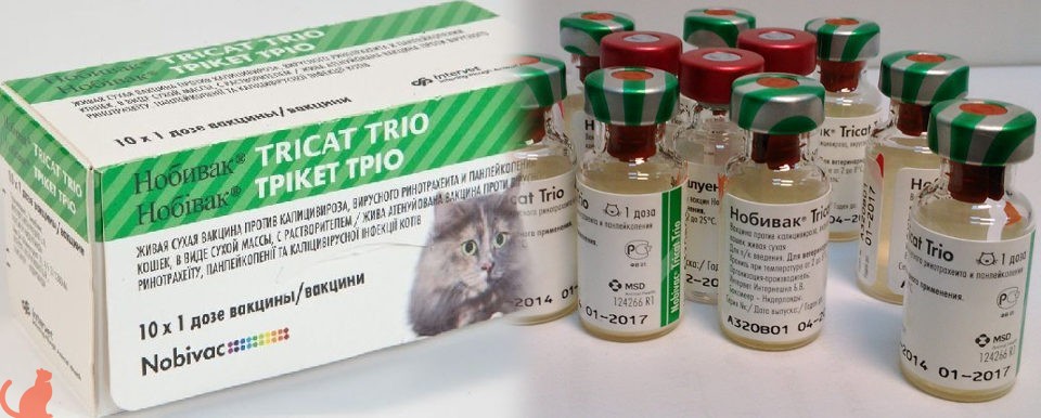 Комплексная прививка для кошек