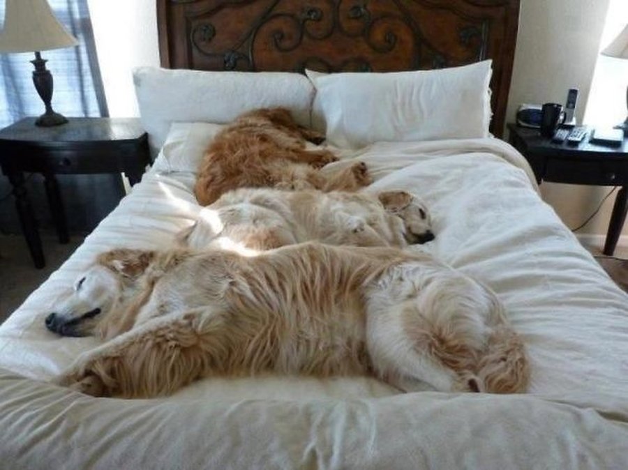 Можно ли брать собаку в постель
