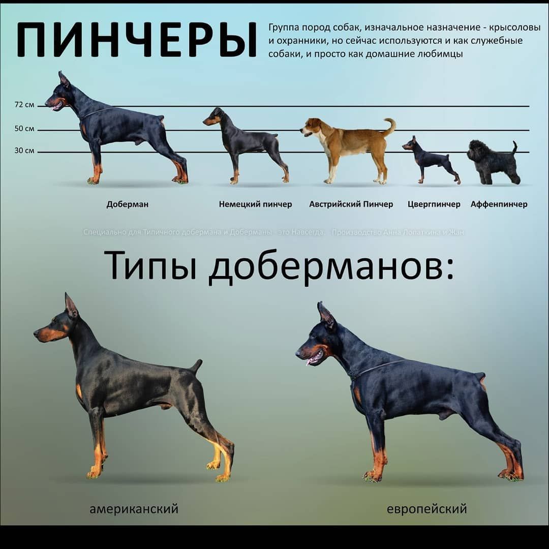 Доберман пинчер: описание породы собак, как выглядит