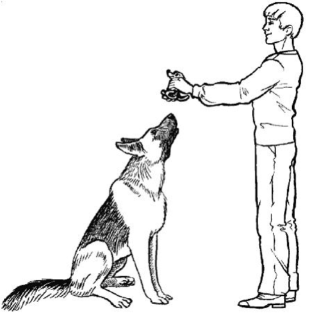 Как научить собаку давать лапу в домашних условиях