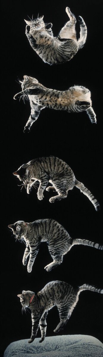 Почему кошки при падении становятся на лапы