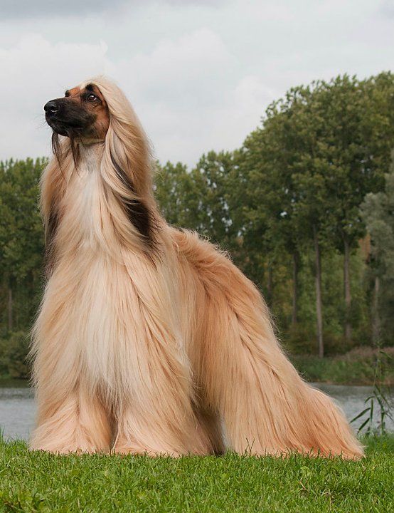 Длинношерстные собаки: большие породы с вытянутой мордой