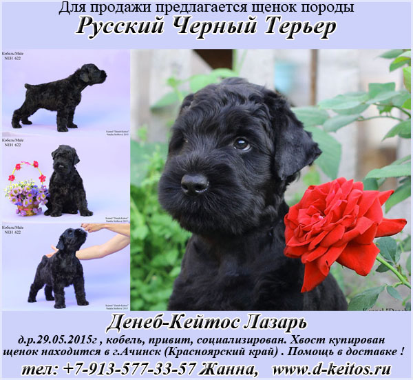 Русский черный терьер: описание породы собак