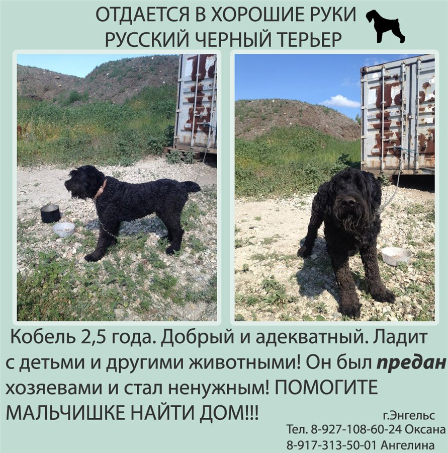 Русский черный терьер: описание породы собак