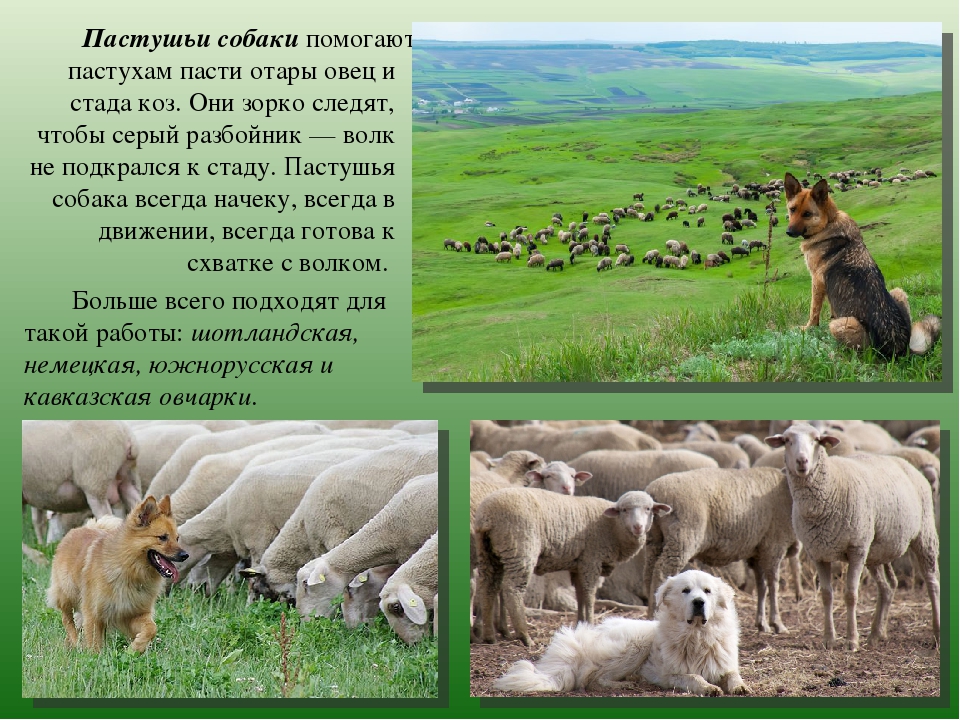 Пастушья собака: шотландские, чабанские и другие породы