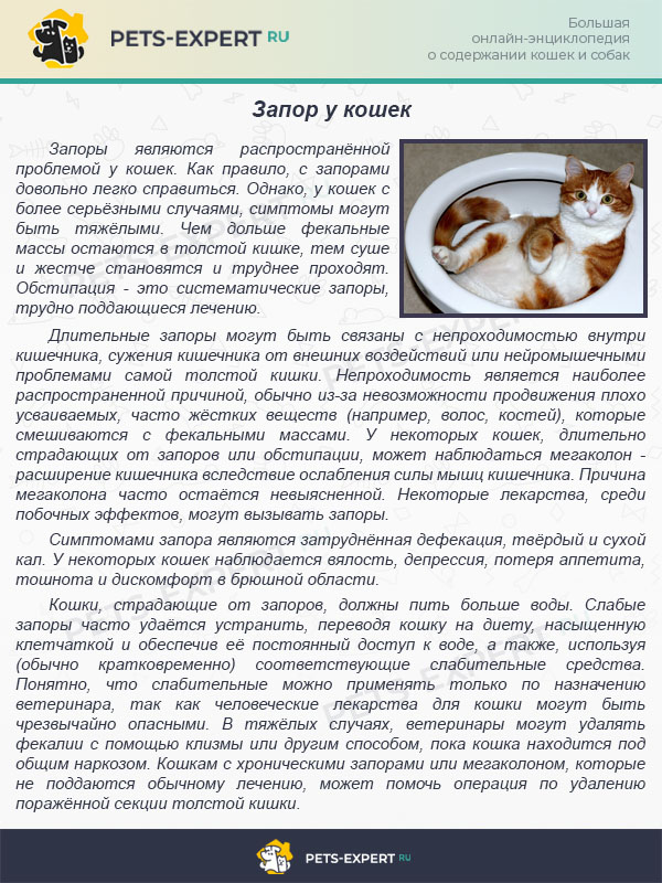 Вазелиновое масло для кошек: применение при запорах