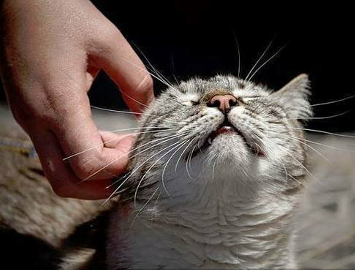Почему кот расчесывает бровь