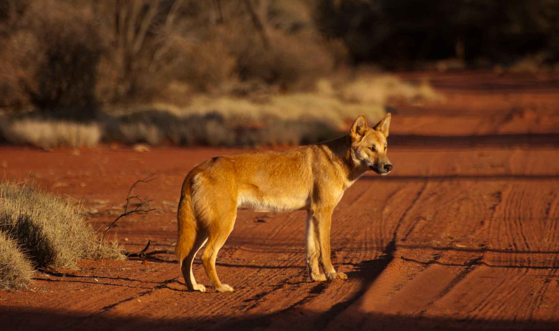 Дикая собака динго в Австралии: где обитает порода