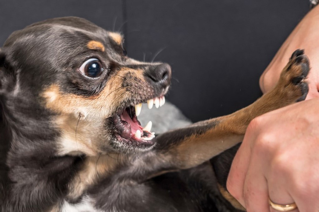 Собака грызет лапы: почему и что делать хозяину