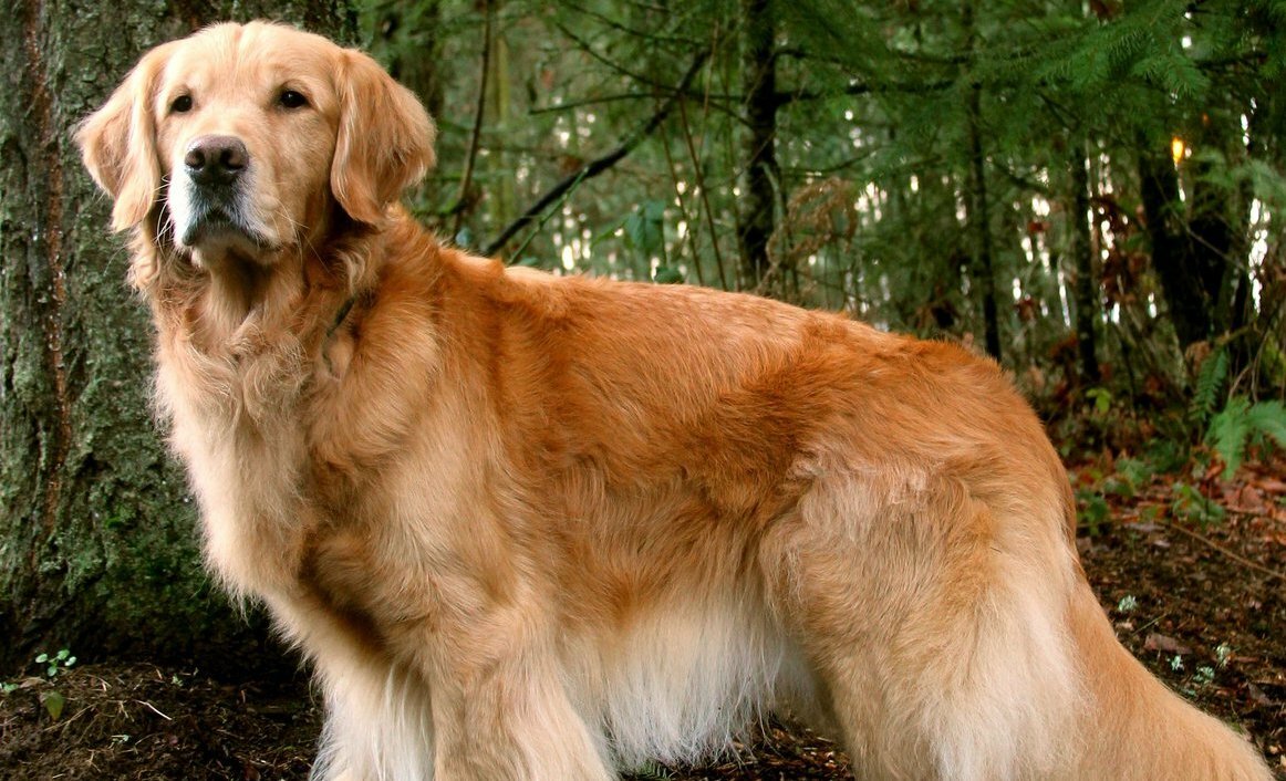 Ховаварт (порода собак): описание породы, отличия