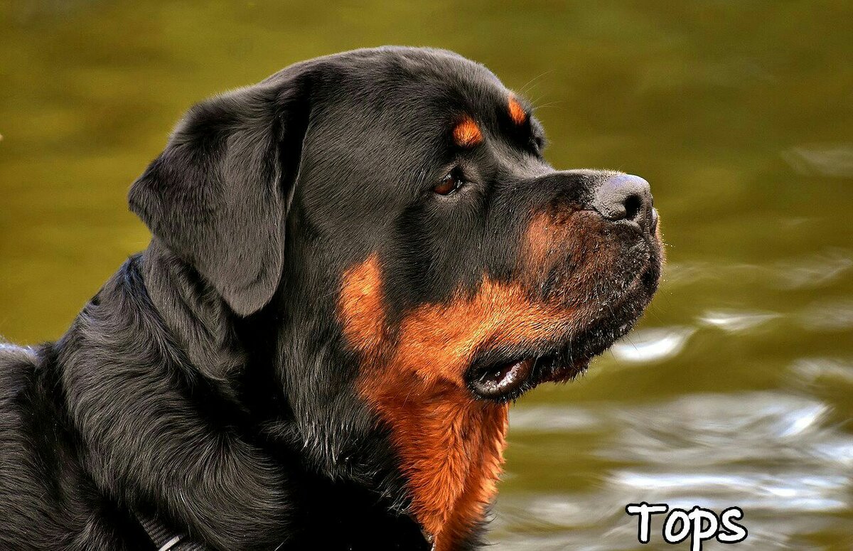 ТОП-5 пород собак, которые теряются чаще всего