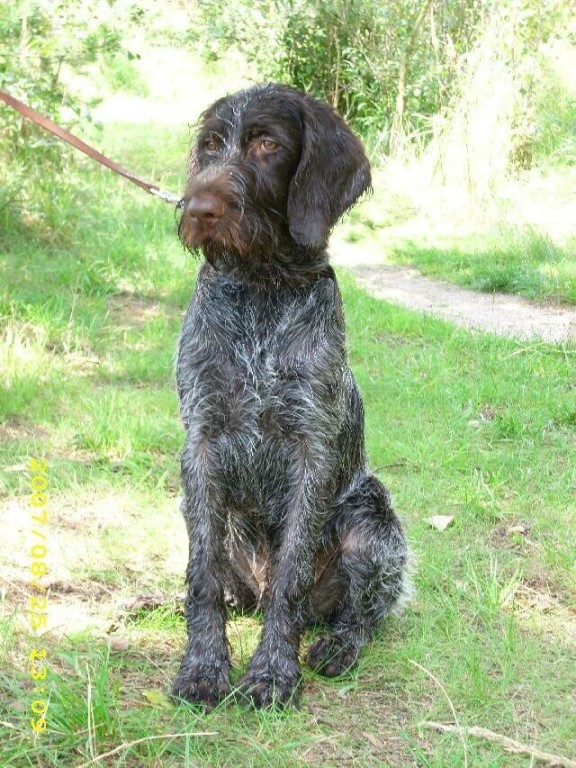 Дратхаар (немецкая жесткошерстная легавая) — порода собак