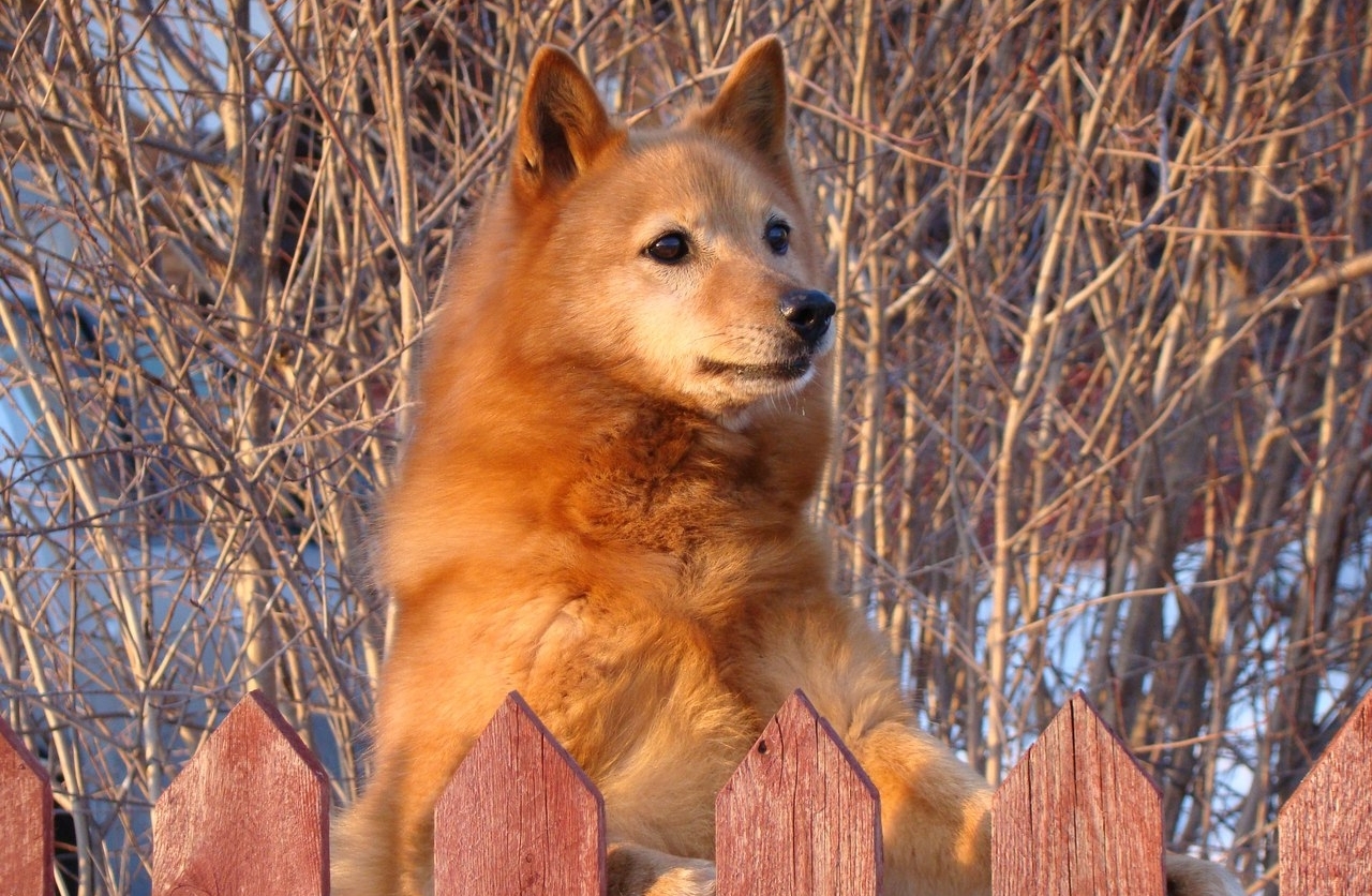 Финский шпиц картинки