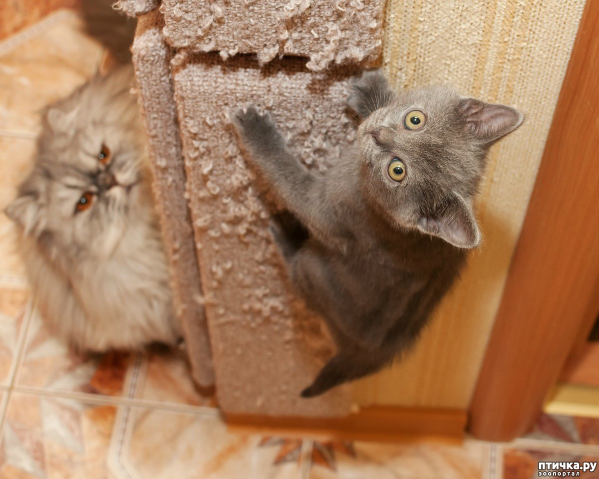 Почему кошка прячет котят — переносит в разные места и что делать