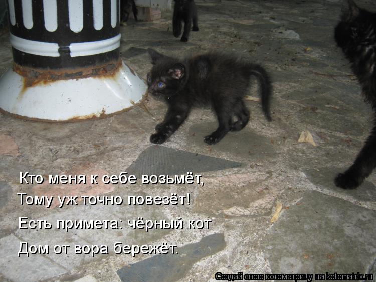 В дом приходит кошка примета к чему. Прибился чёрный котёнок примета. Черный кот примета. Черные коты приметы. Черный кот суеверия.