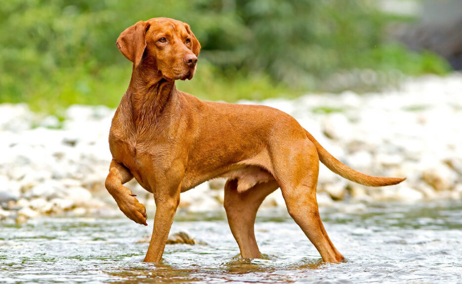 Разнообразие короткошёрстных собак: от чихуахуа до американского бульдога