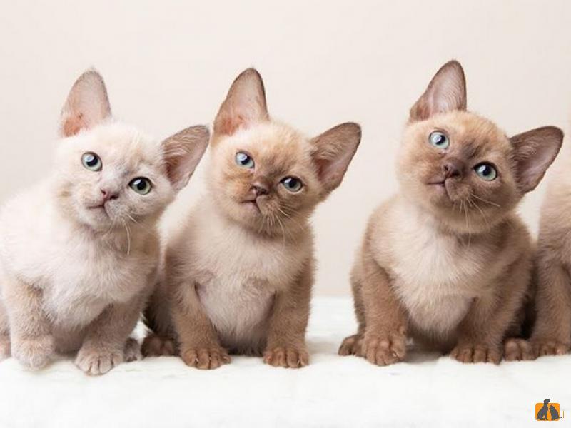 Тонкинская порода кошек: уход, внешний вид, характер