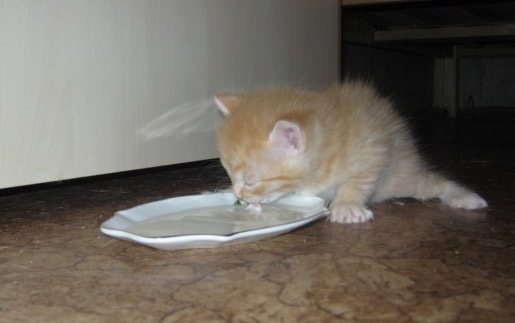 Когда котята начинают есть самостоятельно