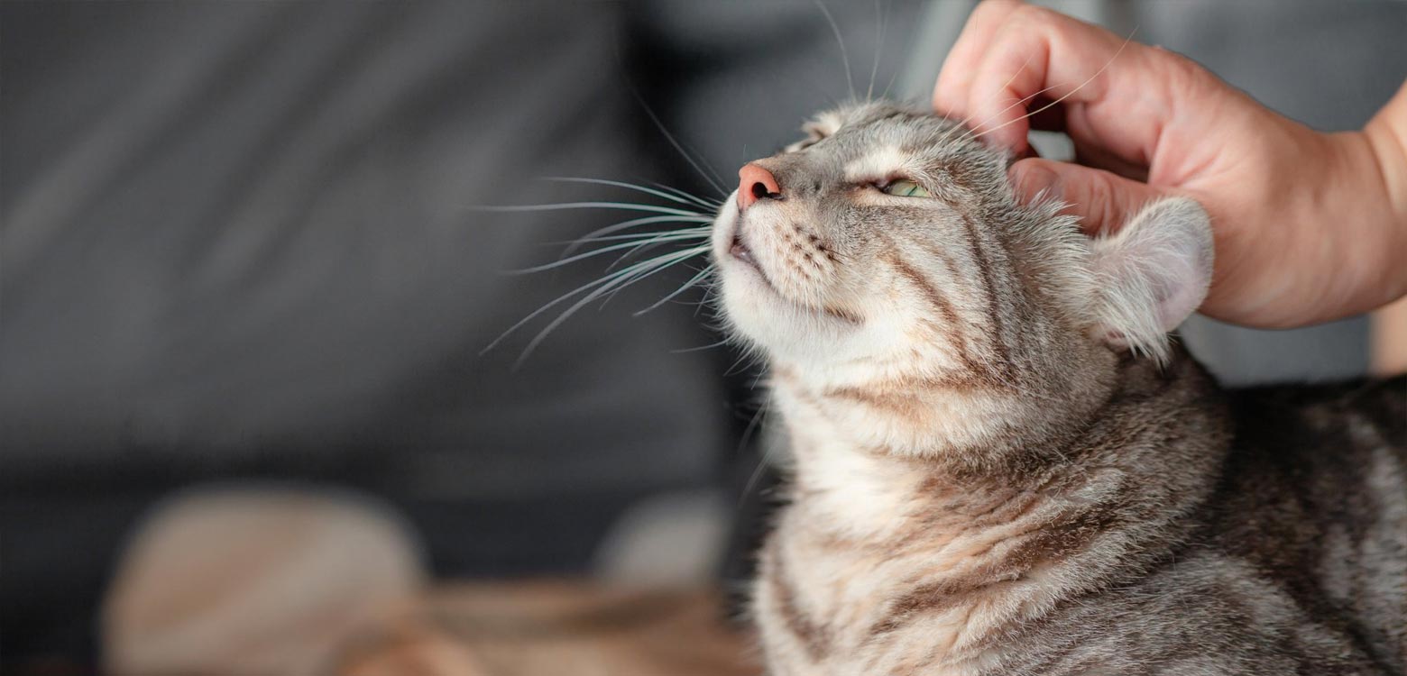 10 научно обоснованных причин завести кота