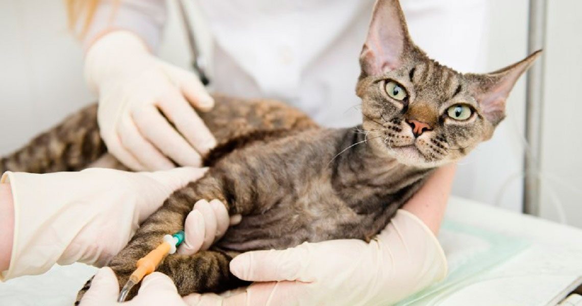 Инфекционная анемия кошек и котов