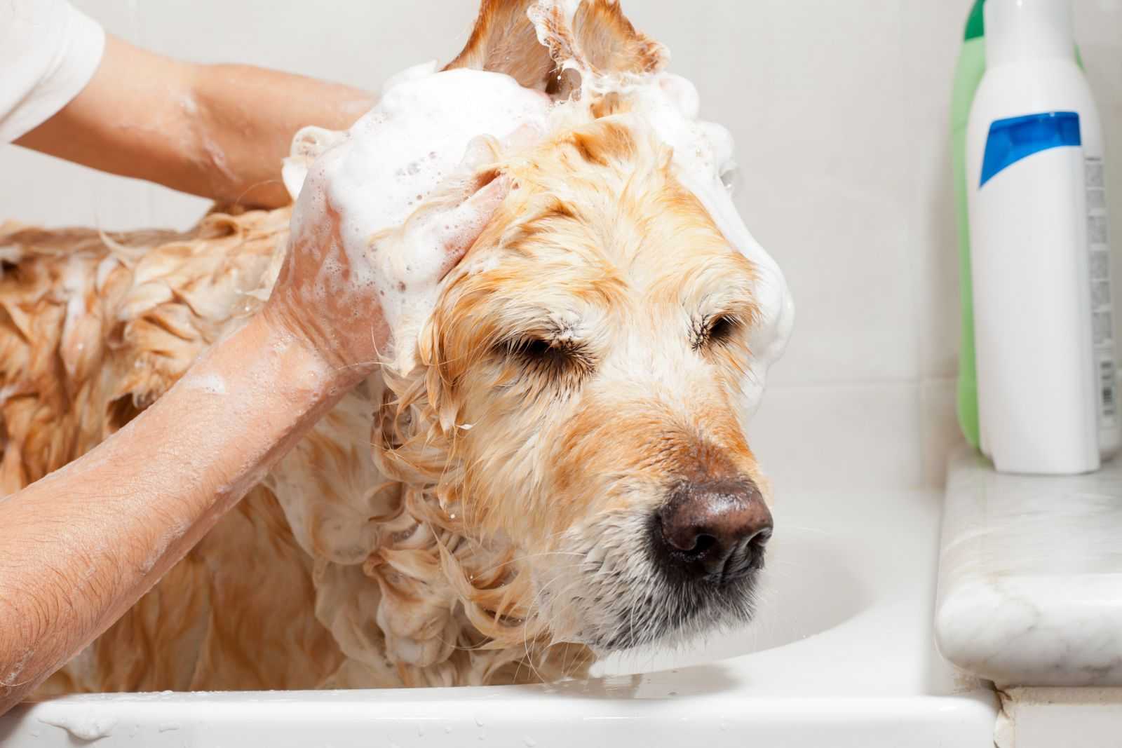 Можно ли мыть собаку дегтярным мылом или хозяйственным