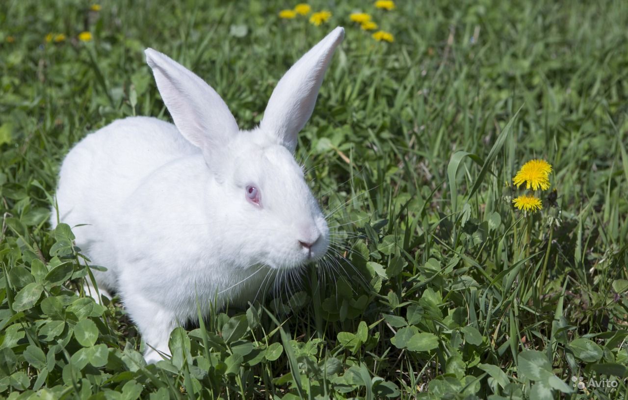 Кролик белый великан альбинос: описание породы