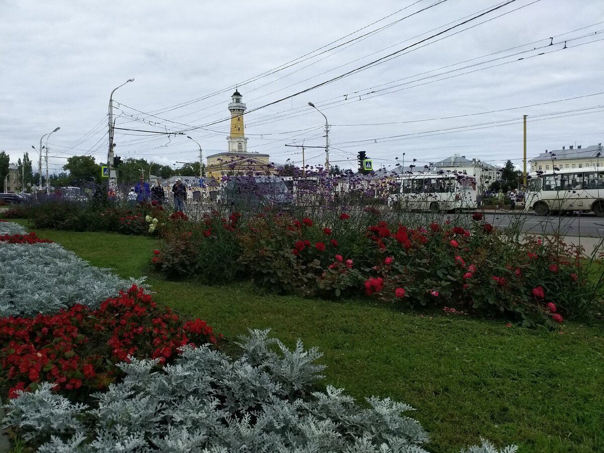 Самые редкие породы кошек и котов