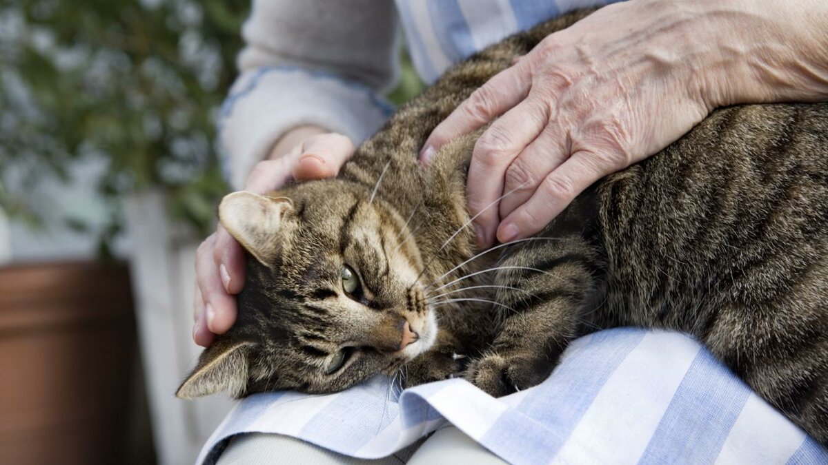 Три житейских истории о лечащих кошках