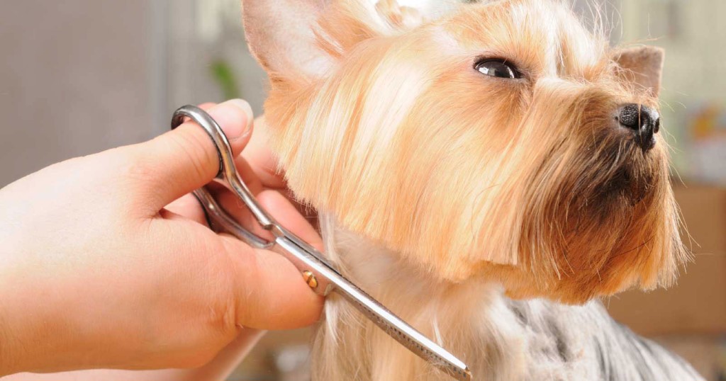 Зачем собаке усы: можно ли стричь их и что будет