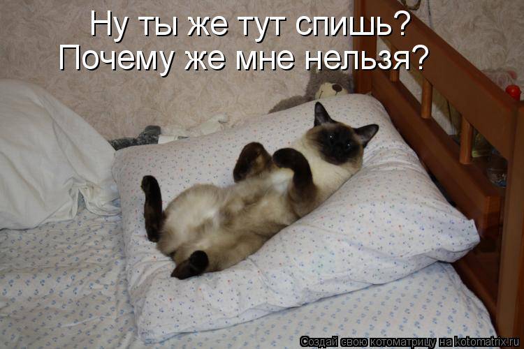 Спать хочется нельзя нельзя. Кот дрыхнет. Котик спать не даёт. Кот я еще сплю.