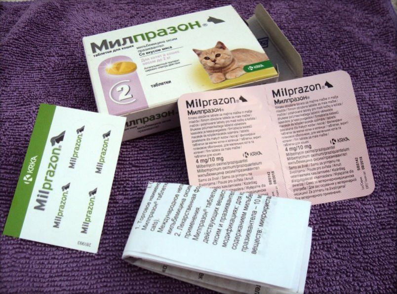 Средство Милпразон: защита кошки от глистов