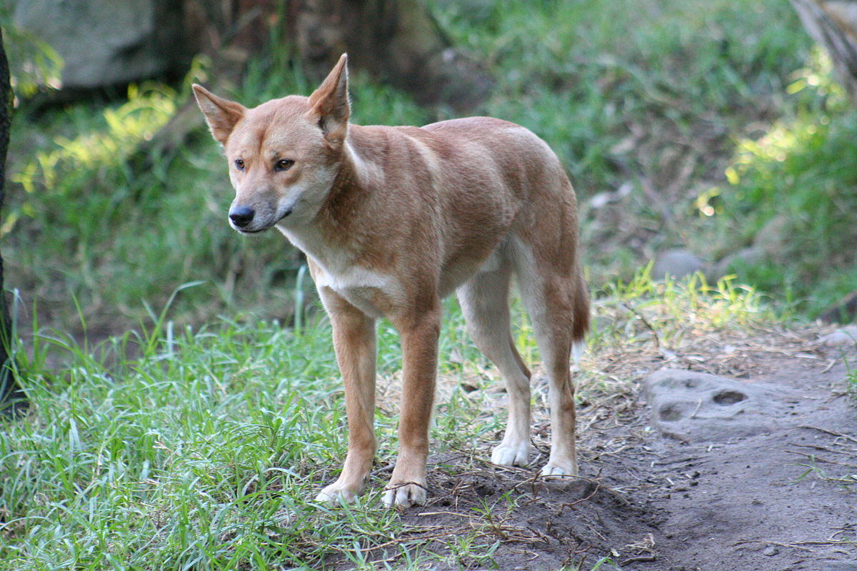 Динго (Австралийская дикая собака)