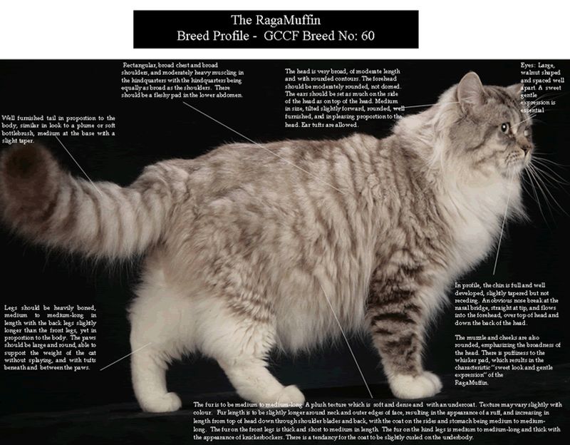 Рагамаффин: что это за порода кошек, описание
