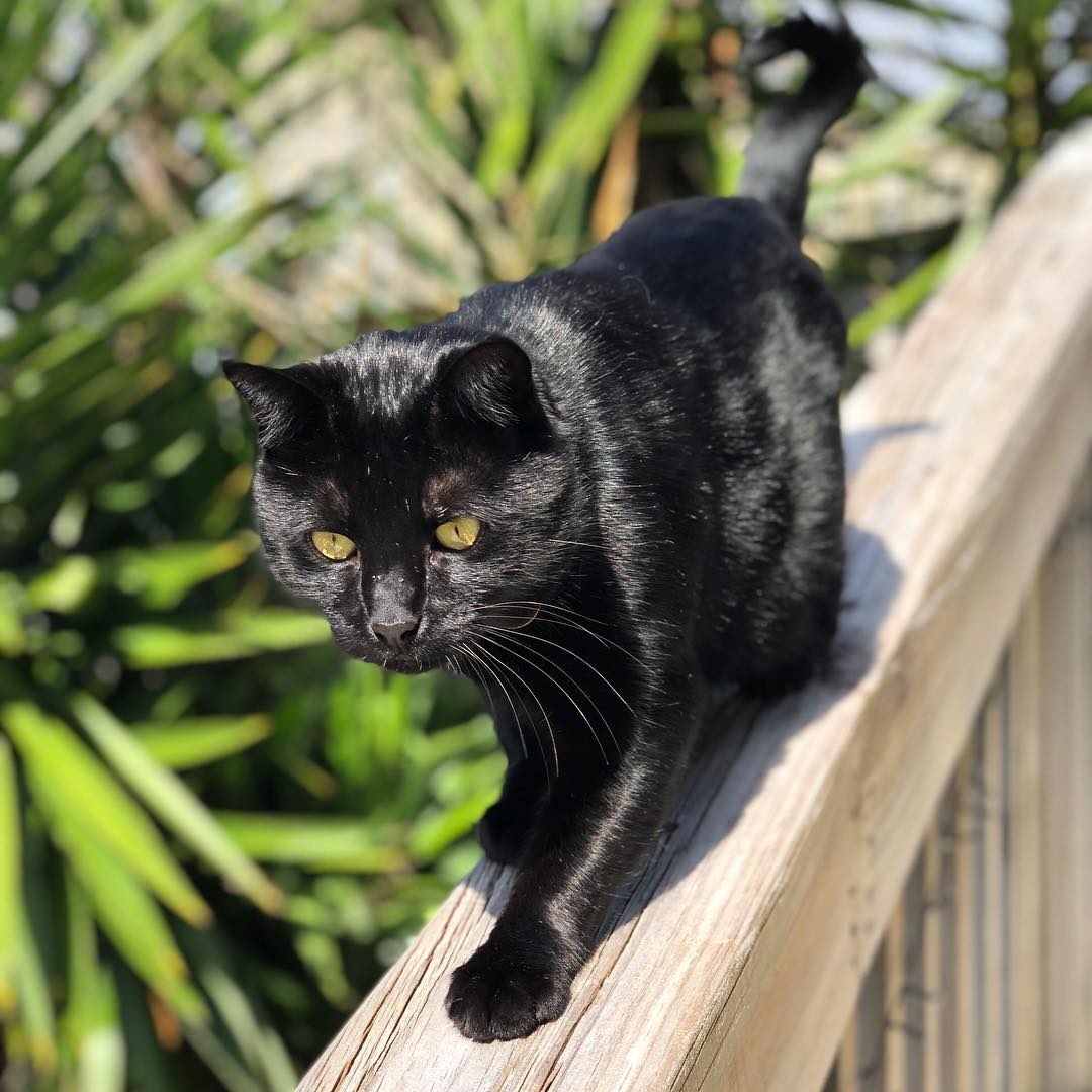 Бомбейская кошка — мини-пантера в каменных джунглях