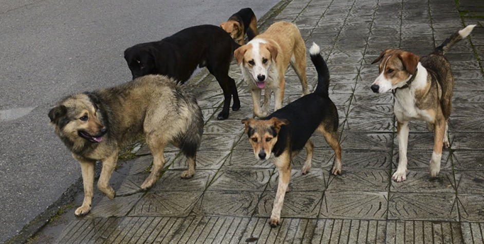 Защитники животных стремятся выиграть тендер на отлавливание бездомных собак