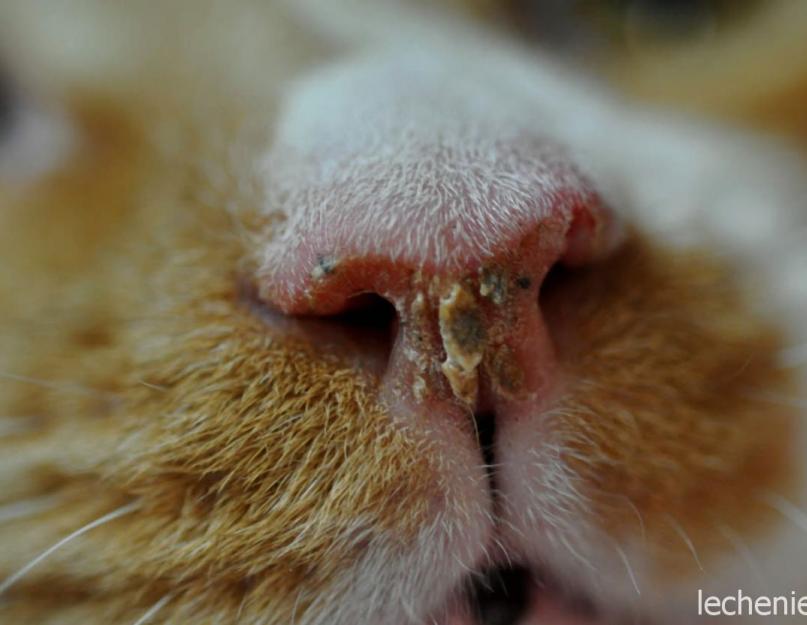Котенок чихает: почему и что делать