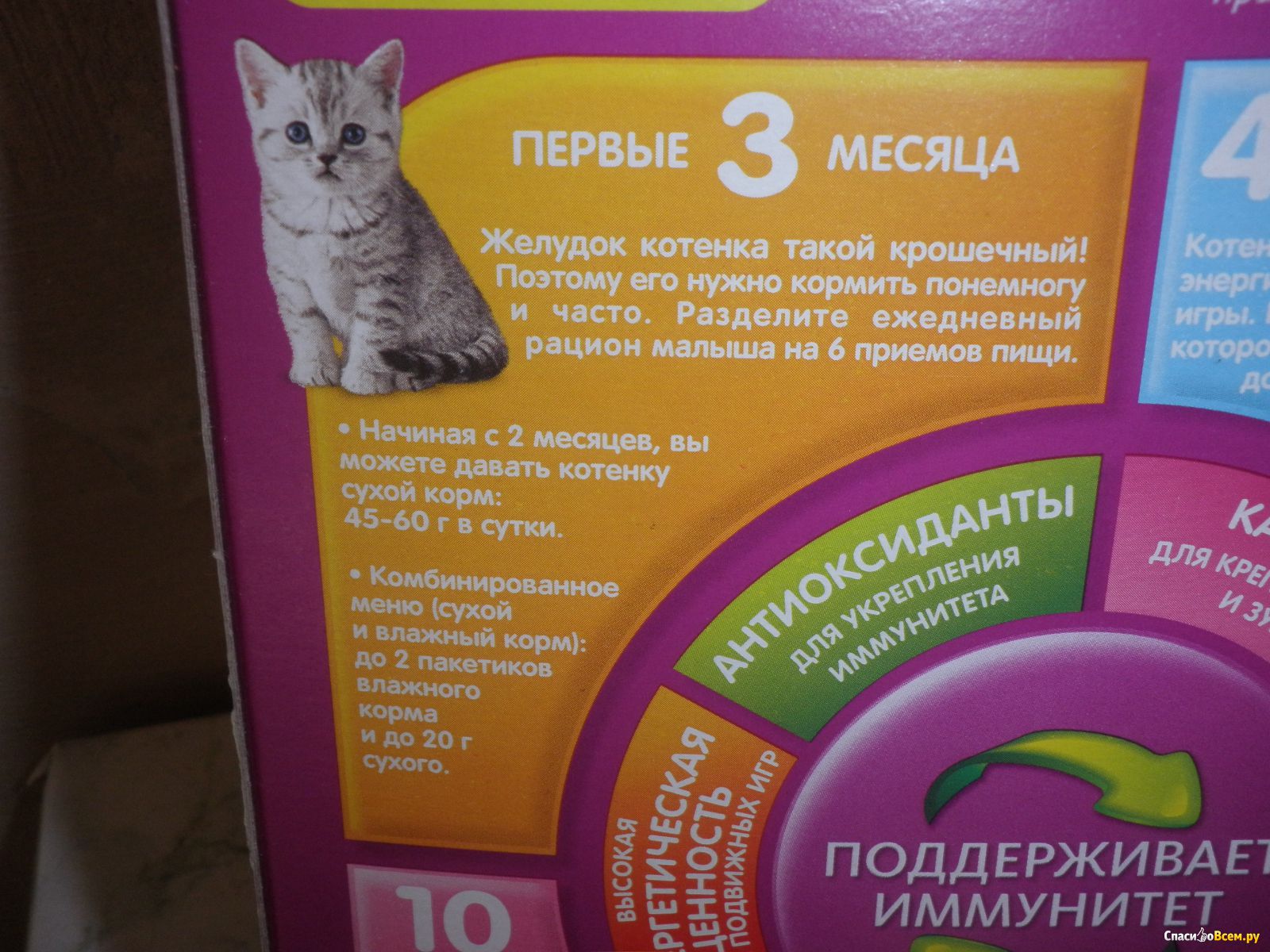 Особенности кормления котёнка в 2, 3 и 4 месяца