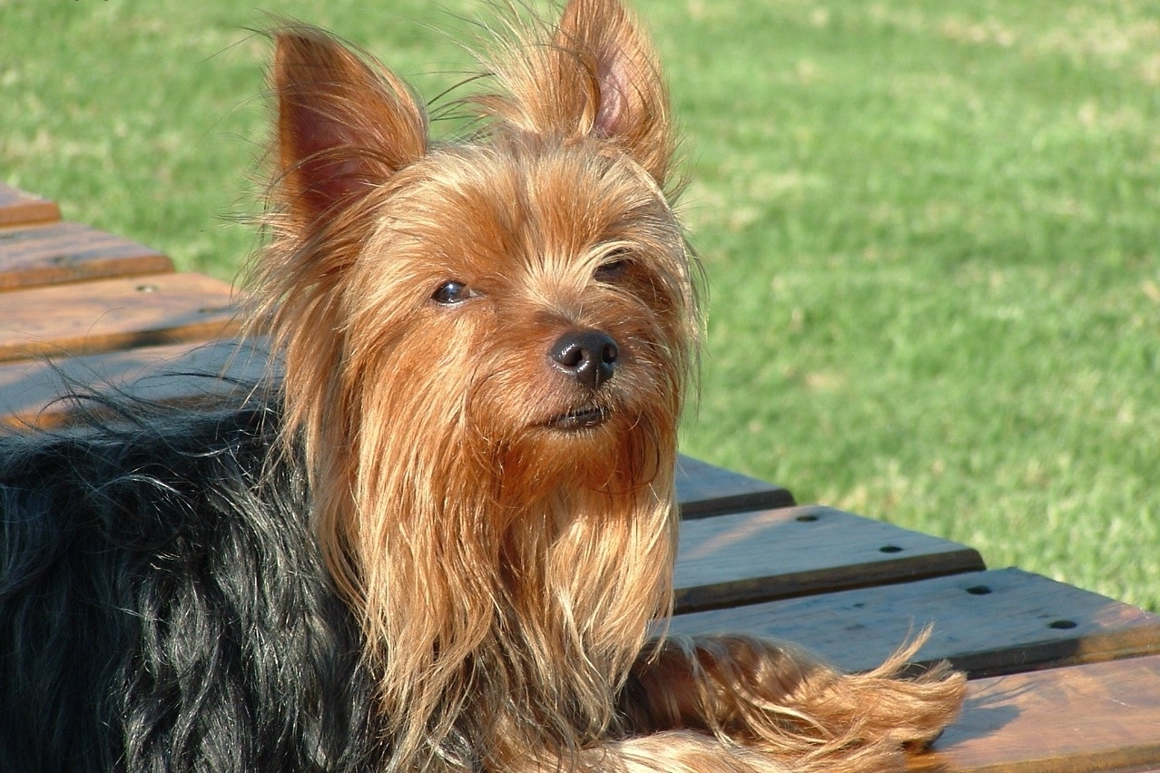 Йоркширский терьер: описание породы собак