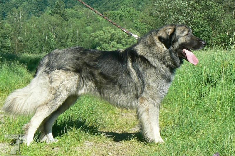 Румынская карпатская овчарка
