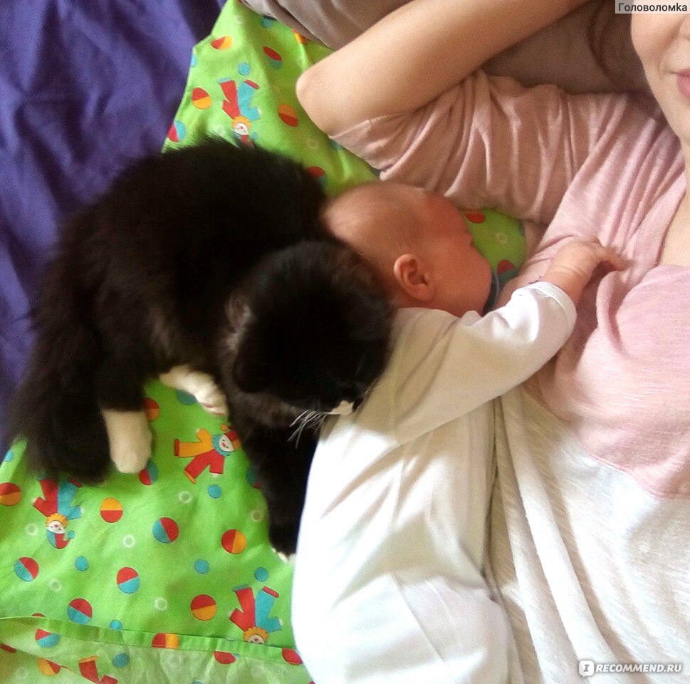 Плюсы и минусы совместного сна с кошкой