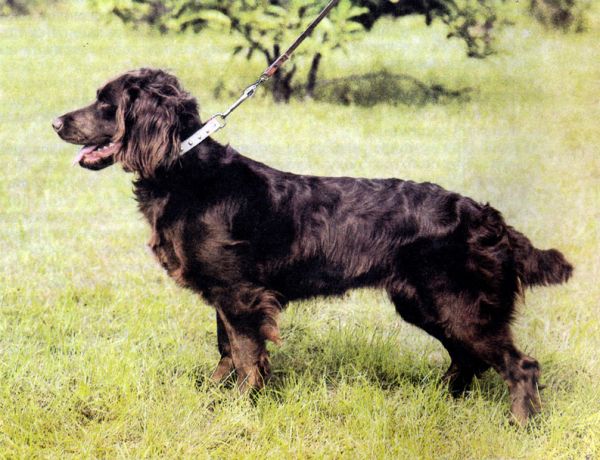 Вахтельхунд (немецкий спаниель, перепелиная собака)