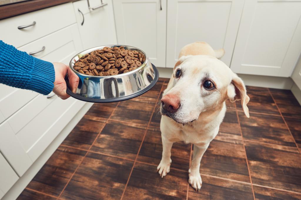 9 главных ошибок при кормлении собаки