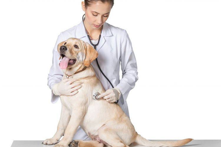 Заболевания нервной системы у собак