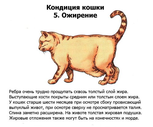 Худой кот: признаки и основные причины истощения