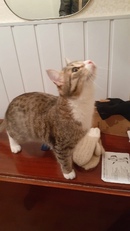 Как приучить котенка к лотку