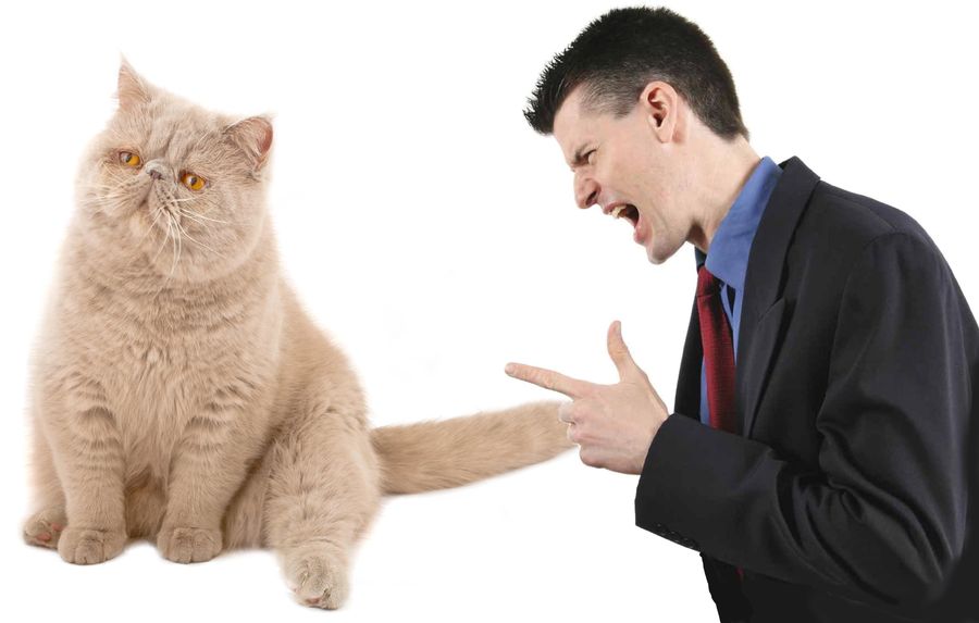 5 признаков того, что вы раздражаете свою кошку