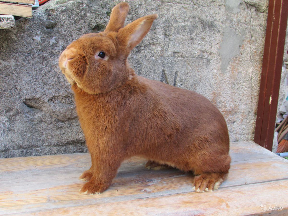 Новозеландский кролик: описание породы красного и белого видов