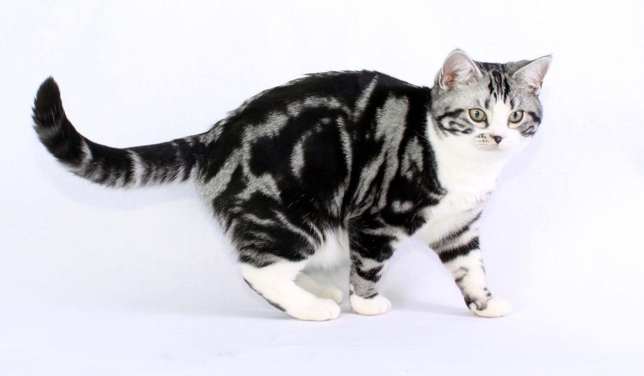 Окрас табби: примеры интересных сочетаний и пород кошек