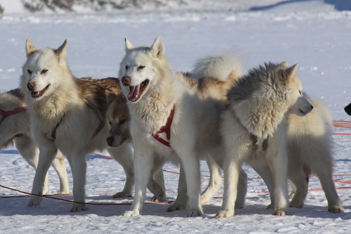 Рождены, чтобы бежать: породы северных ездовых собак